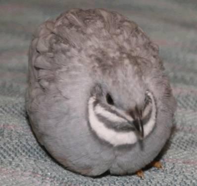 button quail for sale or trade