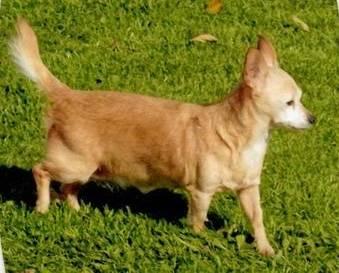 Cairn Terrier - Nikki - Small - Adult - Female - Dog