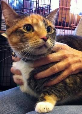 Calico - Angie - Small - Young - Female - Cat