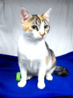 Calico - Chloe - Small - Young - Female - Cat