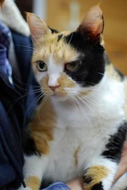 Calico - Freckles - Large - Adult - Female - Cat