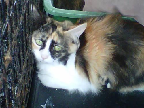 Calico - Isabel - Medium - Young - Female - Cat