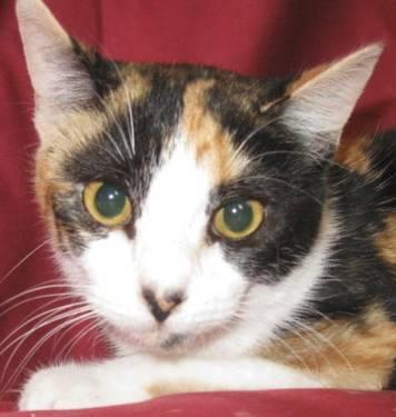 Calico - Juleen - Small - Young - Female - Cat
