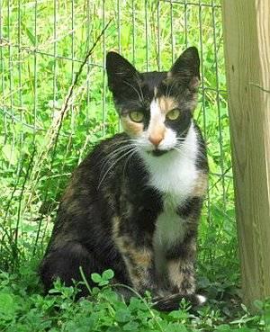 Calico - Petunia - Medium - Young - Female - Cat
