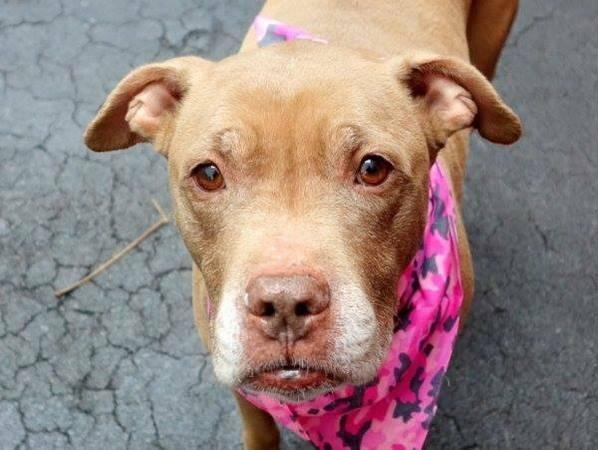 Calm gentle amstaff Princess in danger@NYC kill shelter