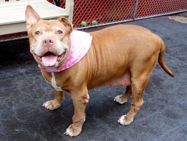 Calm loving chunky pitbull Dutchess in danger@NYC kill shelter