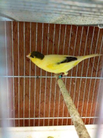 Canaries for Sale