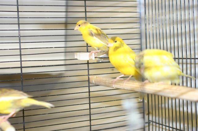 canaries for sale $45 and up
