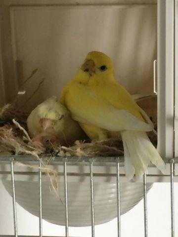 Canaries for Sale in NYC