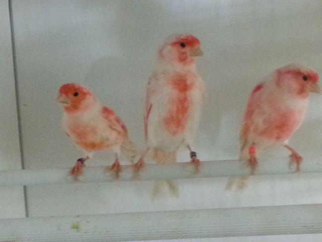 Canary breeding stock