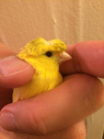 Canary Crested Yellow Male