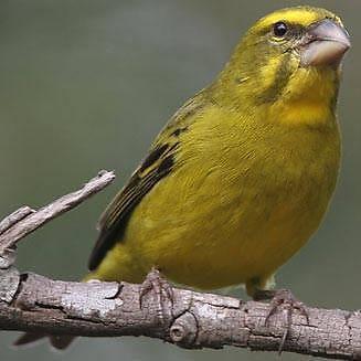 Canary male
