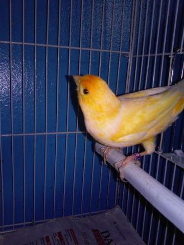 Canary (Male)
