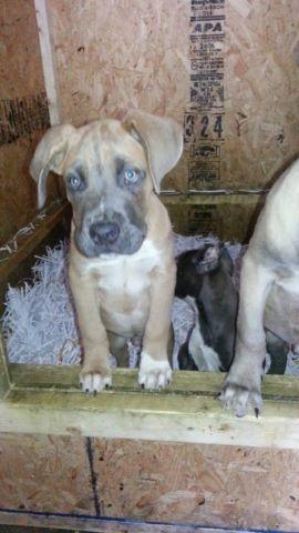 CANE CORSO BEST BLOOD LINES IN NEW YORK!!! TAKING DEPOSITS