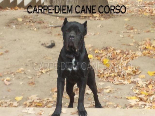 CANE CORSO BEST BLOOD LINES IN NEW YORK!!! TAKING DEPOSITS