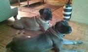 CANE CORSO Male -(Solid Black) Rustic Lines - Stud