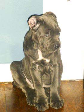 Cane Corso Mastiff - Halo - Large - Young - Male - Dog