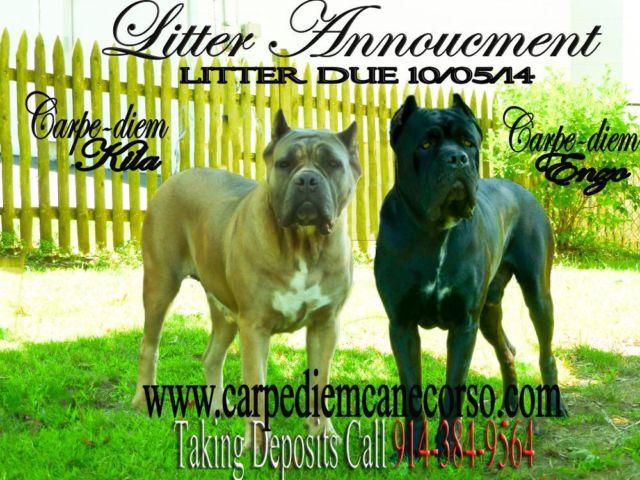 CANE CORSO PUPPIES DUE 10/5/14 TAKING DEPOSITS