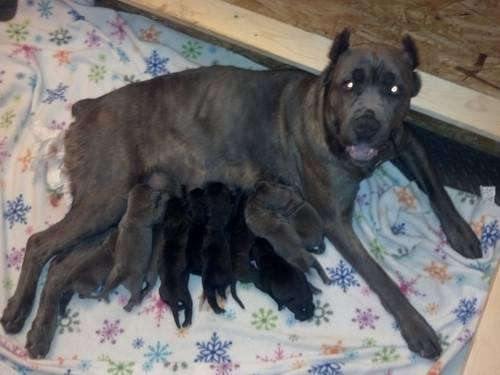 Cane Corso puppies for sale - 2/17/2013