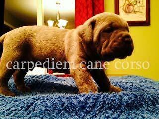CANE CORSO PUPPY BLUE MALE AVAILABLE !!! Show Quality