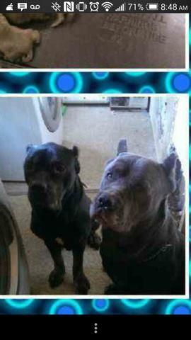 Cane Corso pups here for your interest...check them out