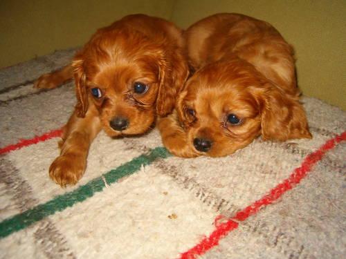 Cavalier King Charles Spaniels - READY NOW!