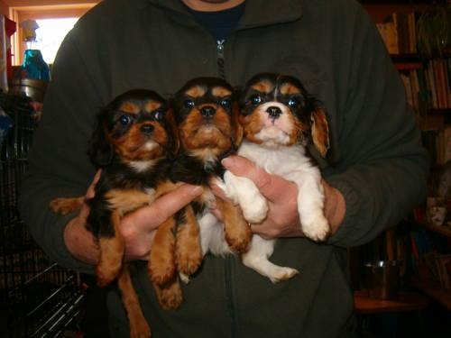 Cavalier KingCharles Spaniel Puppies
