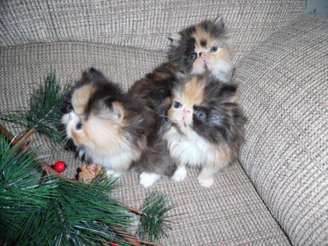 CFA Adorable Calico Kittens