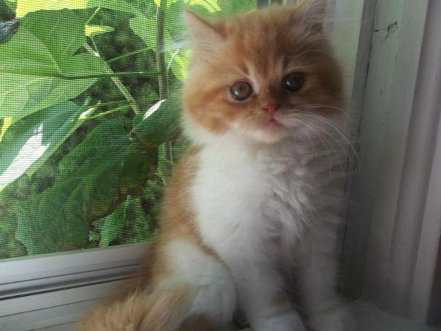 CFA Persian Male Kitten