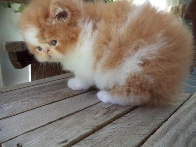 CFA Red/white extreme face persian kitten
