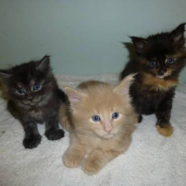 CFA registered, healthy, socialized 1 month old maine coon kittens