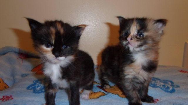 CFA registered maine coon kittens