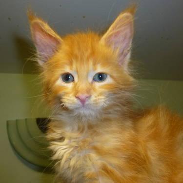 CFA registered maine coon kittens ? Ready do go to new forever home