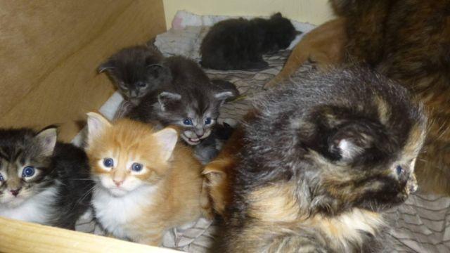 CFA registered male & females maine coon kittens