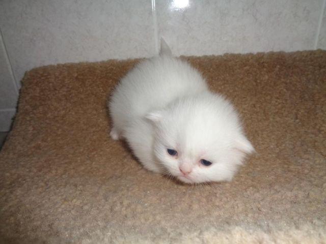 cfa white red persian male female kitten kittens brooklyn new york