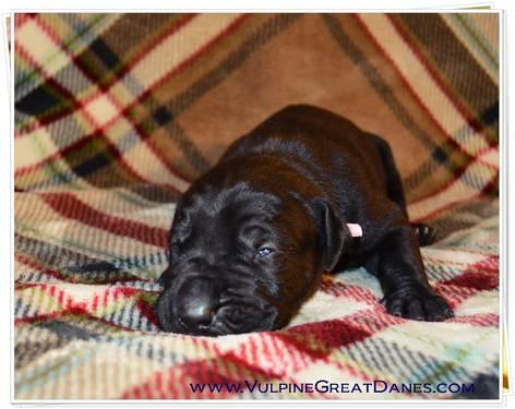 Ch. Sired Great Dane Puppies Are Here!