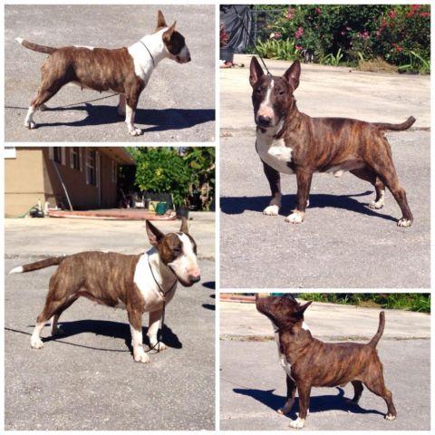 CH sired Miniature bull terrier puppies