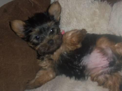 champion breed Yorkshire terrier puppies