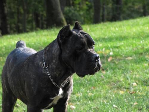 Champion Cane Corso Pups- Health and Temperament Tested