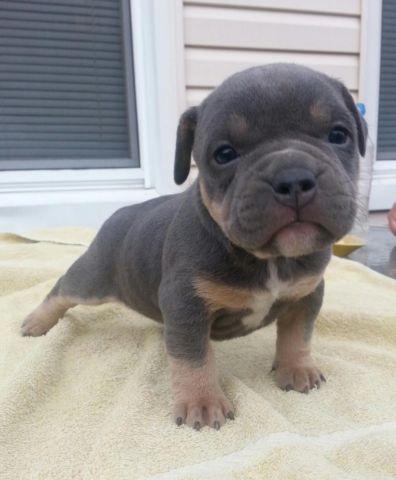 Champion Sired Blue Tri Bully Puppies