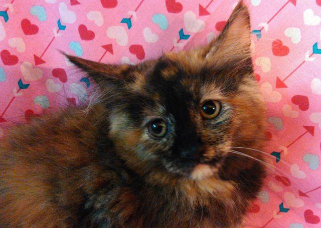 Champion Sired Female Maine coon kitten dob 5/6/16 patched brown / red