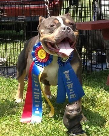 Champion Sired Tri Bully Puppies Coming Soon