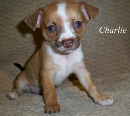 Charlie, 8 week old male purebred merle Chihuahua