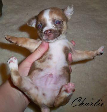 Charlie ~ Male purebred Chihuahua puppy, will be available at 8 wks