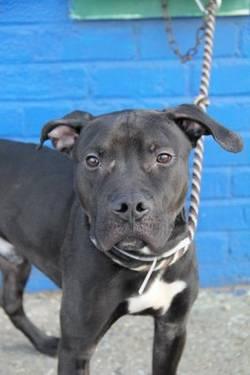 Charming cute pittie pup Mark in danger@Brklyn kill shelter-gd w/dogs