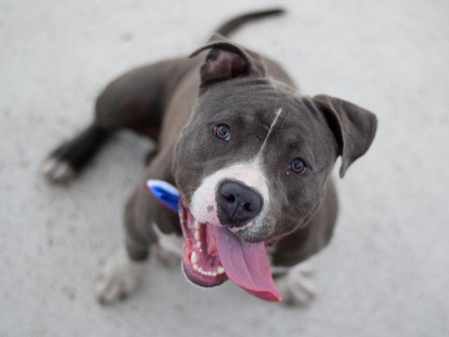 Charming handsome blue nose pup Rufus in danger@Brooklyn kill shelter