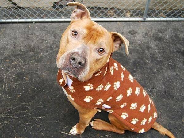 Charming mellow amstaff Leo in danger@NYC kill shelter-gd w/kid