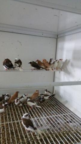 Cheap society finches