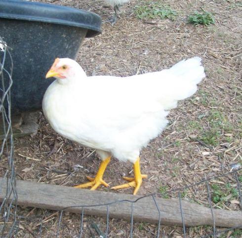 Chickens - young pullets/laying hens for sale