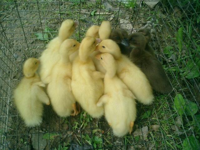 Chicks and Ducklings for sale